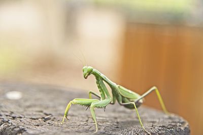 A close-up photo of a garden mantis insect taken during february in israel