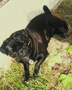 High angle view of dog on field