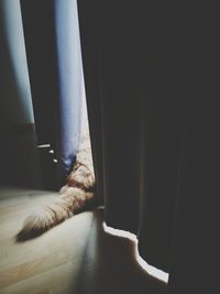 Close-up of a cat on floor at home