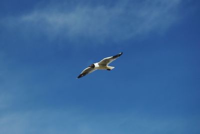 Low angle view of seagull flying in sky