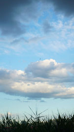 Low angle view of bird flying against sky