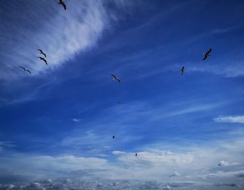 Low angle view of birds flying in sky
