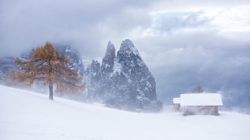 Trees on snow covered field against sky