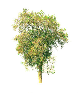 Close-up of leaves against white background