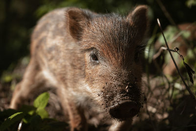 Close-up of an animal