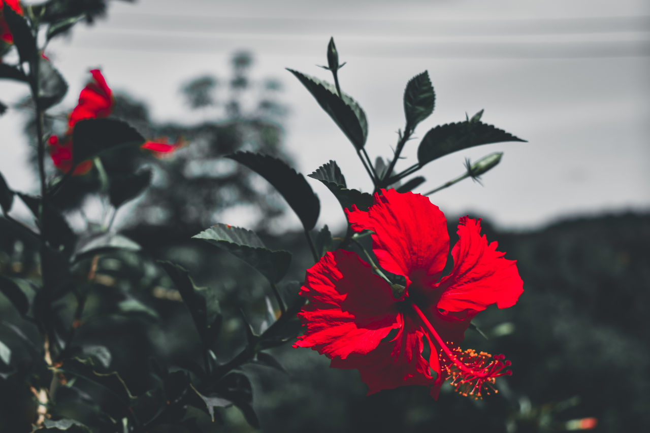 CLOSE-UP OF RED HIBISCUS PLANT