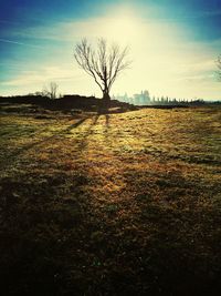 Bare trees on field against sky at sunset