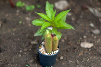 High angle view of potted plant on field