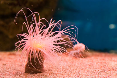 Close-up of jellyfish in sea