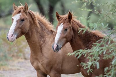 Horses standing in forest