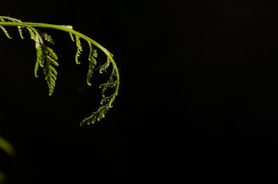 Close-up of hanging over black background