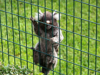 View of cat in cage