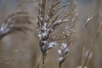 Close-up of stalks in winter