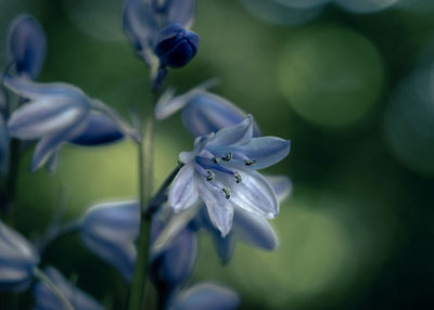 Close-up of purple flowering plant