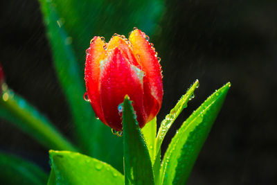 Close-up of red flower