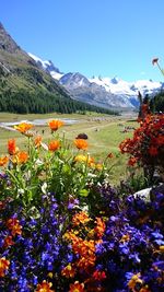 Full frame shot of fresh white flowers