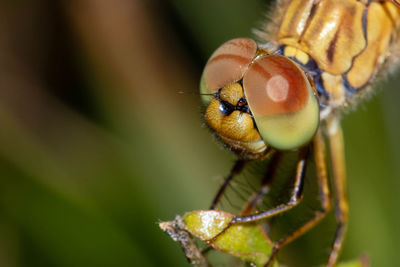 Close-up of insect