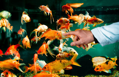 Person touching glass of fish tank