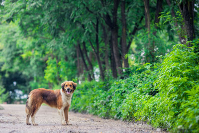 Dog running in forest