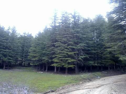 PINE TREES BY ROAD IN FOREST