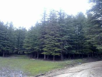 Pine trees in forest