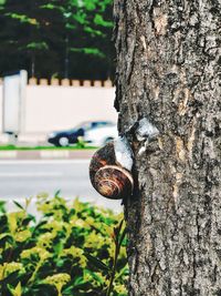 Close-up of shell on tree trunk