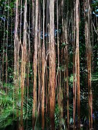 Full frame shot of bamboo trees in forest