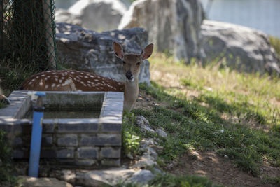 Deer standing by water trough at park