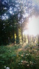 Trees in forest