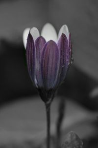 Close-up of purple flowers