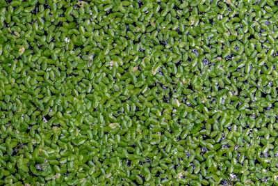 Full frame shot of duckweed in pond