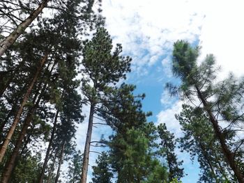 Low angle view of trees against sky