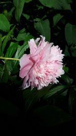 Close-up of pink hibiscus blooming outdoors