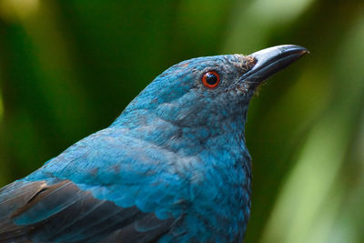 Close-up of pigeon