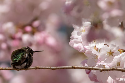 Close-up of bird perching on cherry blossom