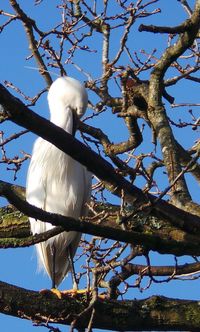 Low angle view of bird perching on tree against sky