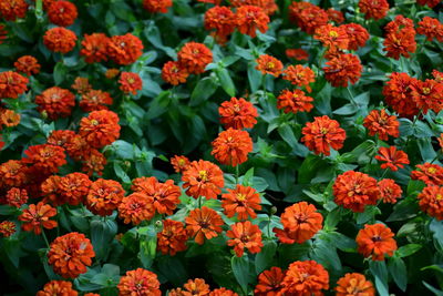 Full frame shot of orange flowers