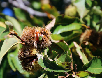 Close-up of insect on flower