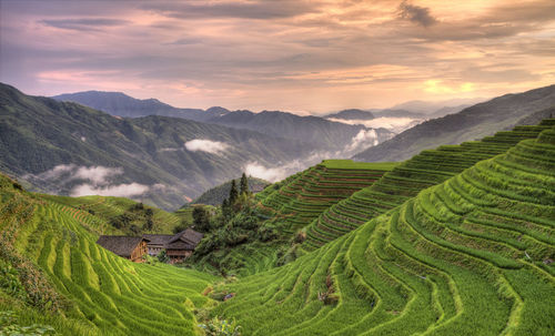 Scenic view of agricultural field against cloudy sky