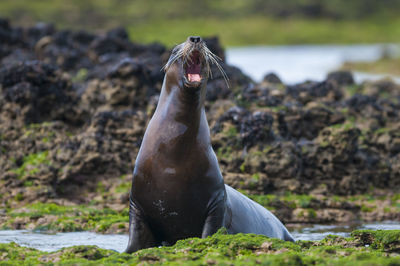 View of sea lion on rock