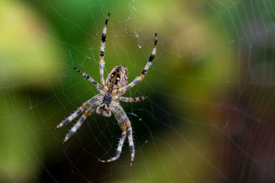 Close-up of spider on web