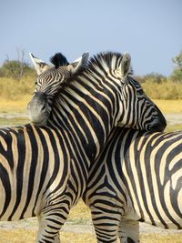 Close-up of zebra standing on field against clear sky