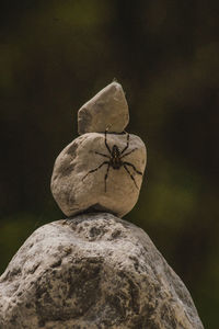 Close-up of insect on rock