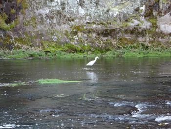 Swan in lake