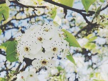 Low angle view of flowers on tree