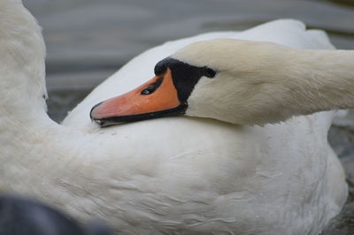 Close up of a bird