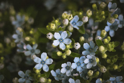 Close-up of white flowering plants