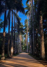 Road amidst trees in forest