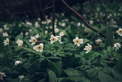 Close-up of white flowering plants