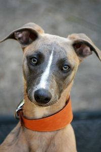 Close-up portrait of dog